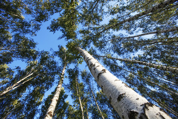 Fototapeta premium Birches. Bottom view, Trunks and foliage