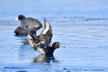 Reiherente rutscht über das Eis
