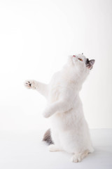 white Scottish Fold cat on a white background