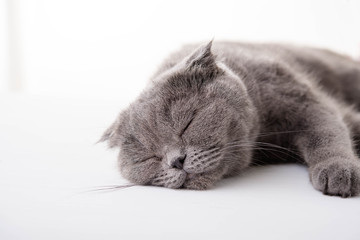 gray cat British Shorthair on a white background