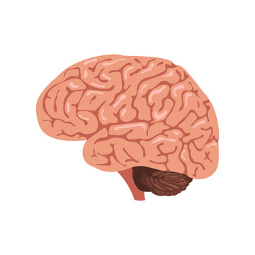 Brain anatomy icon
