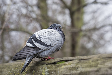 Pigeon sitting on the fence