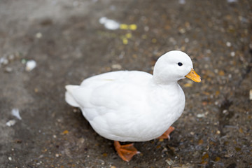 Small white duck
