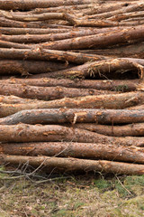 Photo of a pile of natural wooden logs