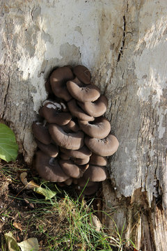 Mushrooms on tree trunk in forest

