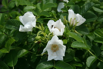 Rosa rugosa alba