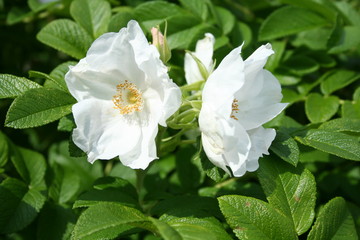 Obraz premium Rosa rugosa alba