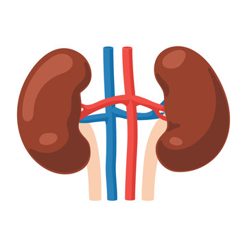 Kidneys anatomy icon