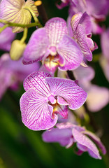 Hybrid descendant of Vanda coerulea