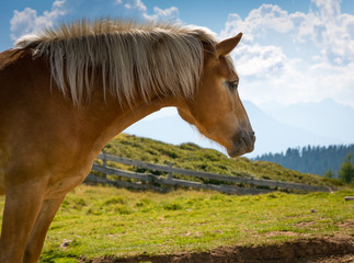 Obraz premium cavallo purosangue al pascolo. val sarentino. alto adige, italia. ritratto