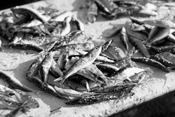 Sardines on fishing market