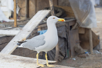 Seagull in fishing village