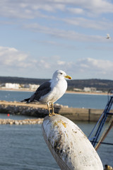 Seagull in fishing village
