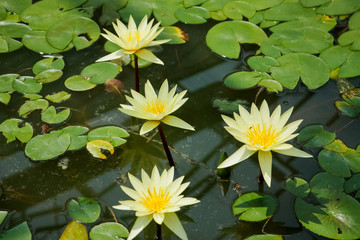 Lotus flower