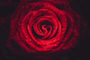 Rosenblüten hautnah © YiuCheung