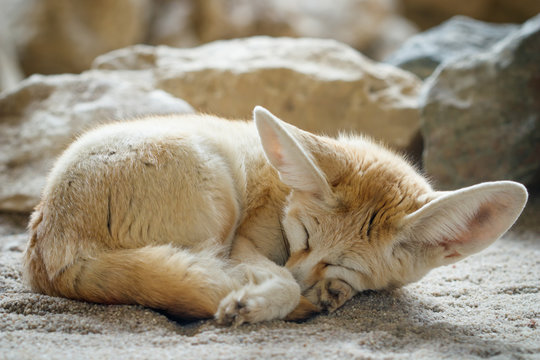 Close-up of a sleeping Fennec fox (Vulpes zerda).