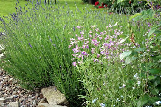 Night-scented Stock and lavender in eco -friendly backyard formal garden, vegetable garden. Herbarium. 