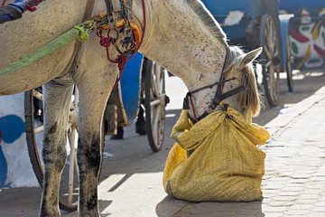 Horse feeding hay from the bag on the street