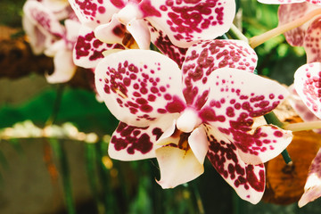 Beautiful Cymbidium orchid