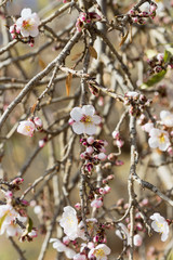 Blooming tree with flowers in spring. Springtime. Sunny day