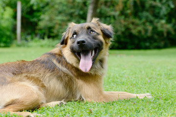 brown dog lying on meadow