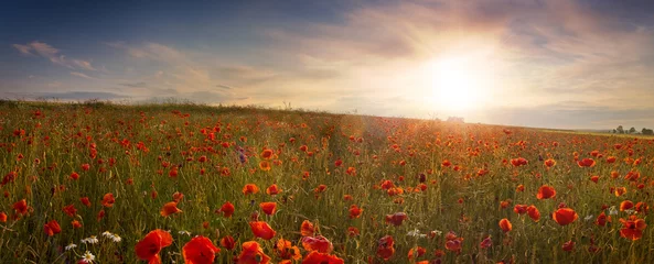 Poster de jardin Coquelicots Panoramic view of field of poppies at sunrise