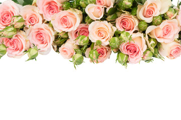 Obraz na płótnie Canvas Pink fresh roses with buds border isolated on white background