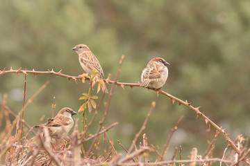 Sparrows on branch (Passer domesticus)