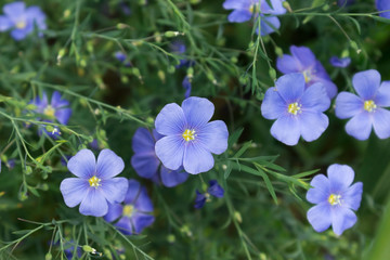 Blue flax flowers