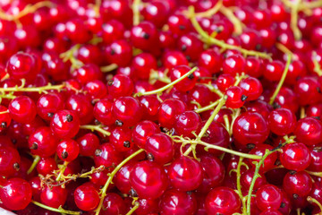 Obraz na płótnie Canvas Red currant berries