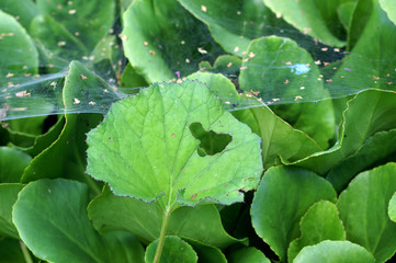 Gnawed holes in the leaves of ligularia - obrazy, fototapety, plakaty