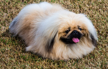 Purebred Pekingese pet dog