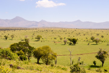Fototapeta na wymiar View of the Tsavo East savannah in Kenya