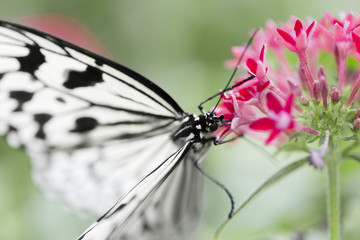Fototapeta na wymiar Butterfly feeding on flower