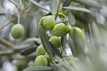 Figs ripening on fig tree