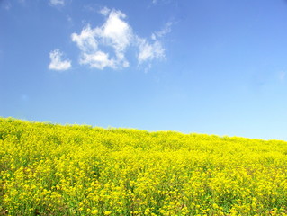 Obraz premium 菜の花と青空と雲