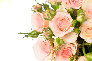 Pink blooming fresh roses with buds close up isolated on white background