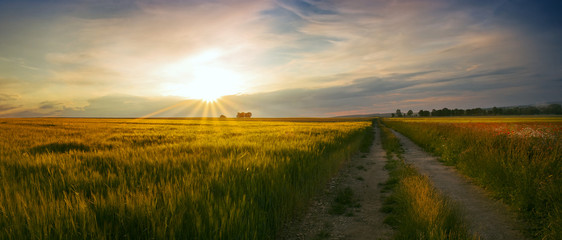 Panoramic view of the sunset at the field of wheat