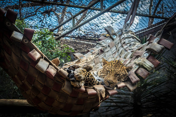 Leopard in a hammock 
