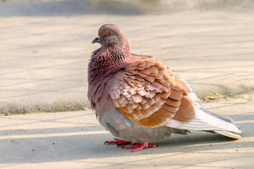  animal beautiful bird of pigeon sitting on the ground