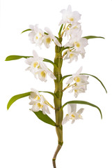 White dendrobium nobile_3
