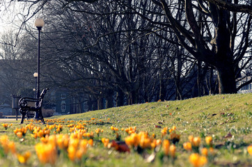 Szczecin- Jasne Błonia i kwitnące krokusy na wiosnę. © konik60