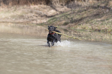 Hund spielt im Wasser