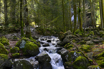 Fototapeta na wymiar Torrent de la cascade de Tendon (88460), département des Vosges dans la région Grant-Est , France