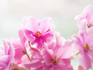beautiful pink flower violet blurry background . the window has beautiful pink flowers. creative background

