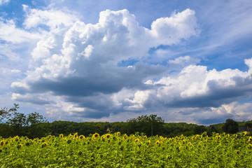 Fields of sunflowers in Dordogne valley Perigord Frane