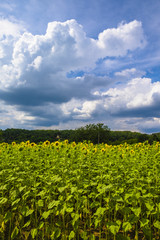 Fototapeta na wymiar Fields of sunflowers in Dordogne valley Perigord Frane