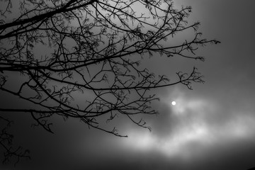 Sonne hinter Wolken mit Baum im Vordergrund