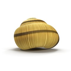 Snail Shell on white. 3D illustration