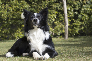 Border collie puppy dog, relaxed in the garden